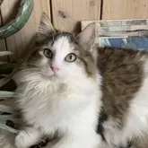 ノルウェージャンフォレストキャット【千葉県・女の子・2024年8月15日・ブラウンマッカレルタビー&ホワイト】の写真1「温厚で落ち着きのある性格の良い子❣️とても美人さんです😍」