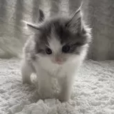 ノルウェージャンフォレストキャット