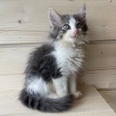 ノルウェージャンフォレストキャット