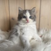 ノルウェージャンフォレストキャット