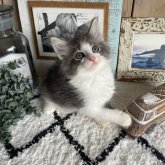 ノルウェージャンフォレストキャット