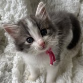 ノルウェージャンフォレストキャット