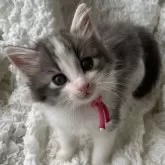 ノルウェージャンフォレストキャット