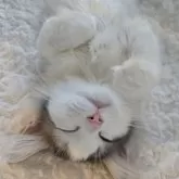 ノルウェージャンフォレストキャット
