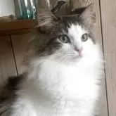 ノルウェージャンフォレストキャット