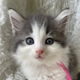 ノルウェージャンフォレストキャット