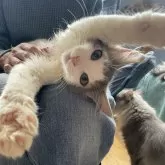 ノルウェージャンフォレストキャット【千葉県・男の子・2025年7月24日・ブルーマッカレルタビー&ホワイト】の写真2