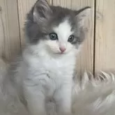 ノルウェージャンフォレストキャット【千葉県・男の子・2025年10月1日・ブルーマッカレルタビー&ホワイト】の写真3