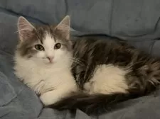 ノルウェージャンフォレストキャット【千葉県・女の子・2025年9月16日・ブルータビー&ホワイト】の写真3