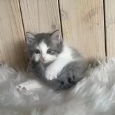 ノルウェージャンフォレストキャット【千葉県・男の子・2025年10月1日・ブルーマッカレルタビー&ホワイト】の写真4