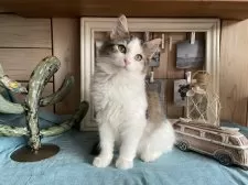 ノルウェージャンフォレストキャット【千葉県・女の子・2024年8月15日・ブラウンマッカレルタビー&ホワイト】の写真12