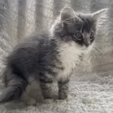 ノルウェージャンフォレストキャット【千葉県・男の子・2025年9月14日・ブルーマッカレルタビー&ホワイト】の写真4