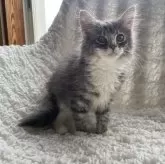 ノルウェージャンフォレストキャット【千葉県・男の子・2025年9月14日・ブルーマッカレルタビー&ホワイト】の写真5