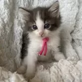 ノルウェージャンフォレストキャット【千葉県・男の子・2025年8月21日・ブルーシルバータビー&ホワイト】の写真11