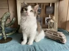 ノルウェージャンフォレストキャット【千葉県・女の子・2024年8月15日・ブラウンマッカレルタビー&ホワイト】の写真13