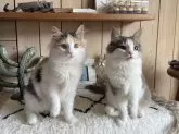 ノルウェージャンフォレストキャット【千葉県・女の子・2024年8月3日・キャリコ】の写真9