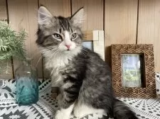 ノルウェージャンフォレストキャット【千葉県・男の子・2025年9月14日・ブラウンマッカレルタビー&ホワイト】の写真5