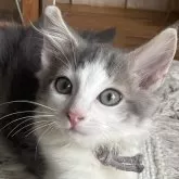 ノルウェージャンフォレストキャット【千葉県・男の子・2025年7月24日・ブルーマッカレルタビー&ホワイト】の写真6