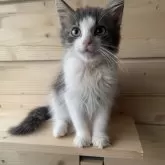 ノルウェージャンフォレストキャット【千葉県・男の子・2025年7月14日・ブルー&ホワイト】の写真6