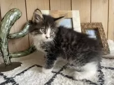 ノルウェージャンフォレストキャット【千葉県・女の子・2025年9月14日・ブラウンパッチドタビー&ホワイト】の写真6
