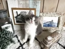 ノルウェージャンフォレストキャット【千葉県・女の子・2025年7月24日・ブルーマッカレルタビー&ホワイト】の写真6