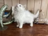 ノルウェージャンフォレストキャット【千葉県・女の子・2025年3月16日・ホワイト】の写真7