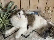 ノルウェージャンフォレストキャット【千葉県・女の子・2024年8月15日・ブラウンマッカレルタビー&ホワイト】の写真2「お留守番OK！人懐っこくて飼いやすい子です💕」