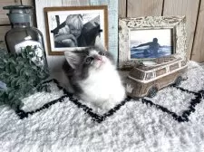 ノルウェージャンフォレストキャット【千葉県・女の子・2025年7月24日・ブルーマッカレルタビー&ホワイト】の写真8