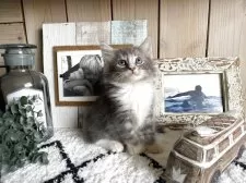 ノルウェージャンフォレストキャット【千葉県・男の子・2025年7月24日・ブルータビー&ホワイト】の写真9