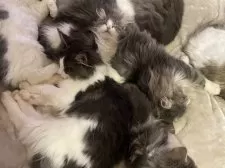 ノルウェージャンフォレストキャット【千葉県・男の子・2025年7月21日・ブルー&ホワイト】の写真9