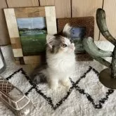 ノルウェージャンフォレストキャット【千葉県・女の子・2025年9月14日・キャリコ】の写真9