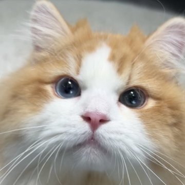 ミヌエット(長足)【東京都・男の子・2025年4月26日・レッドタビー&ホワイト】の写真「希少なオッドアイ✨」