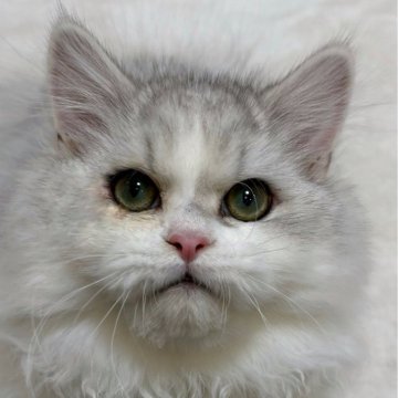 ミヌエット(長足)【東京都・男の子・2025年7月7日・シルバー】の写真「堂々とした性格の男の子⚽」