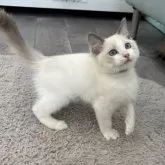 ラグドール【東京都・男の子・2025年10月3日・ブルーポイントバイカラー】の写真2「フレンドリーな男の子！」