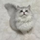 ミヌエット(長足)【東京都・男の子・2025年7月7日・シルバー】の写真3「おもちゃが大好き⚽」