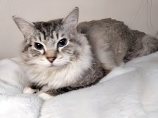 ラグドール【・男の子・2023年6月8日・シールリンクスポイントミテッド】