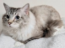 ラグドール【・男の子・2023年6月8日・シールリンクスポイントミテッド】