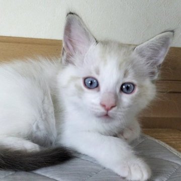 ラグドール【岐阜県・男の子・2025年7月23日・シールリンクスポイントバイカラー】の写真「好奇心旺盛活発な男の子」