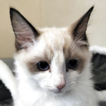 ラグドール【岐阜県・女の子・2025年7月23日・シールリンクスポイントバイカラー】の写真「甘えん坊な女の子」