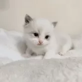 ラグドール【岐阜県・男の子・2025年5月22日・ブルーりリンクスポイントバイカラー】の写真14