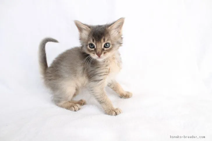 ID：2102-01466の子猫