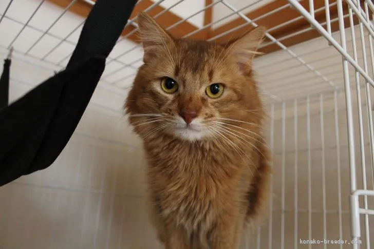 ID：2007-02052の子猫