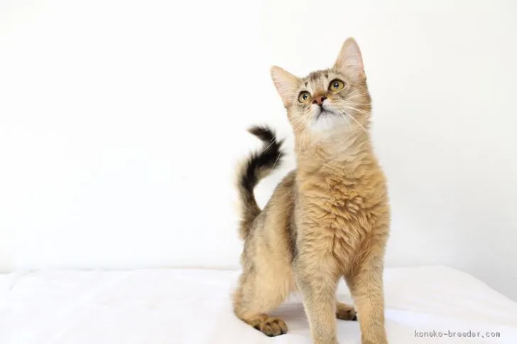 ID：2007-02051の子猫