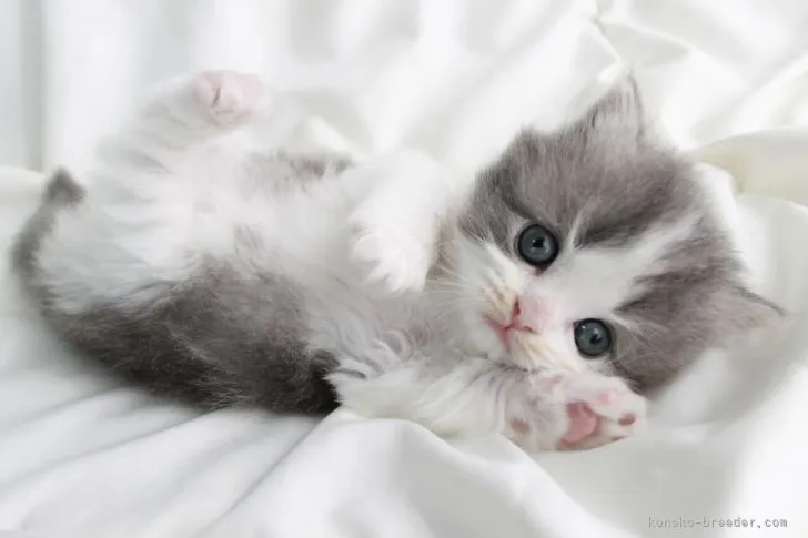 ID:2204-01469の子猫