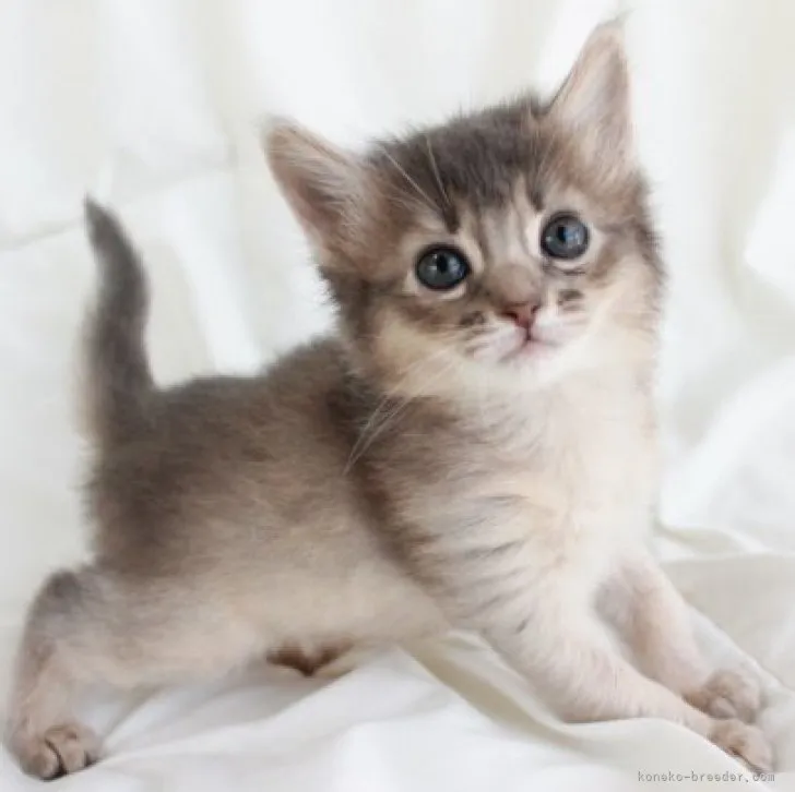 ID：2303-02067の子猫