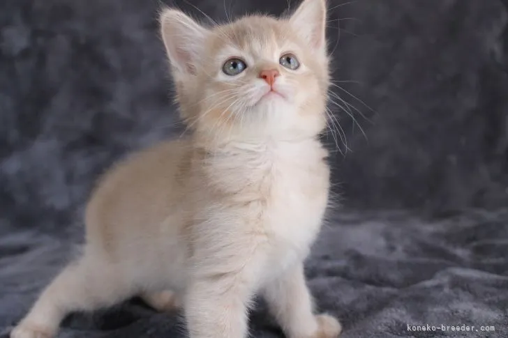 ID：2107-00768の子猫