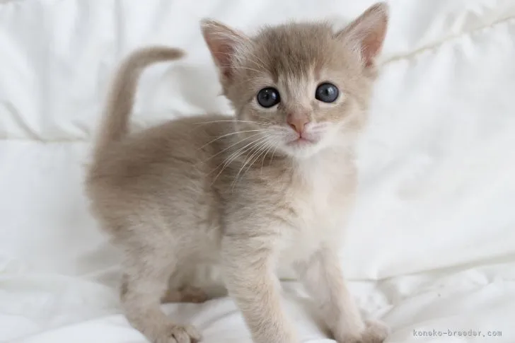 ずん 様のお迎えした子猫