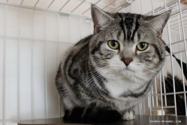ID:2007-02045の子猫