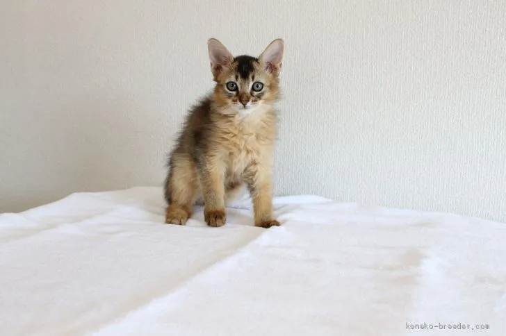 ID：2010-02116の子猫
