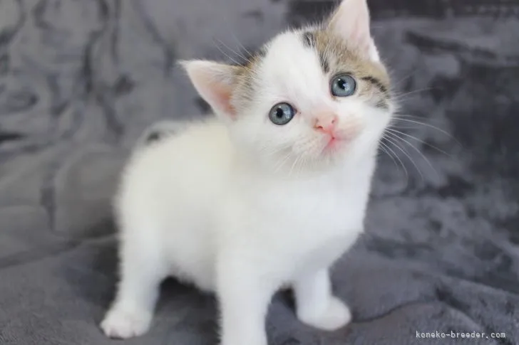 ID：2105-00715の子猫